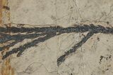Cypress (Chamaecyparis) Fossil Plate - BC, Canada #216399-1